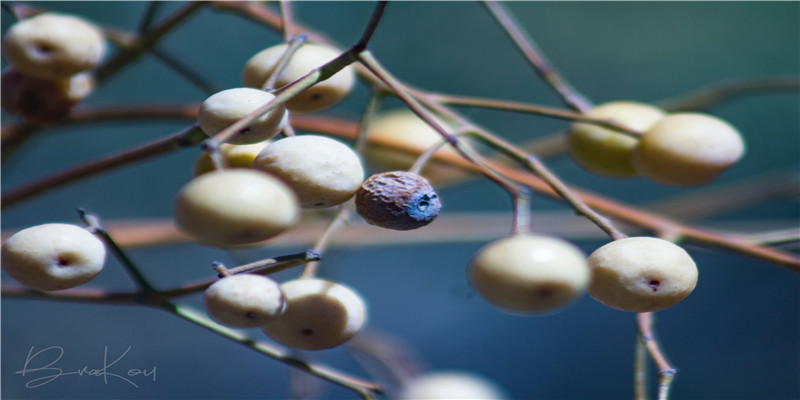 2019年五行属性是什么(中国禁放烟花后)