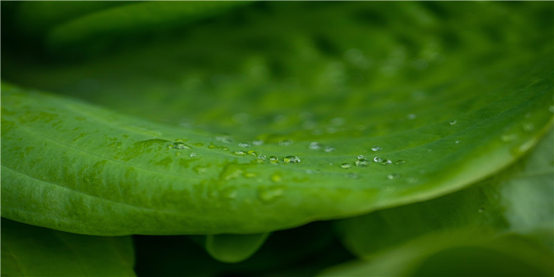 梦见芸豆(梦见白芸豆)