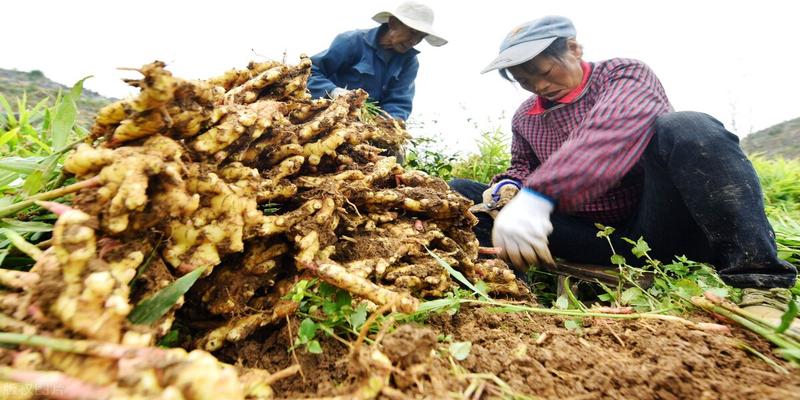 墙倒有什么风水说法(老话“生姜开花)