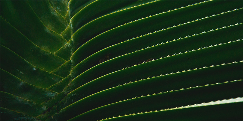 金水伤官典型命理(比肩伤官运)