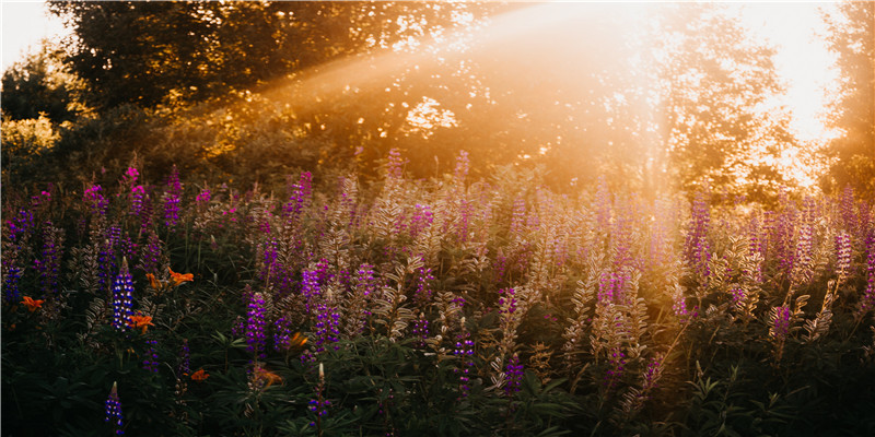 财富大的八字格局(生辰八字财星查询)