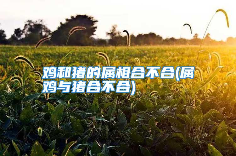 鸡和猪的属相合不合(属鸡与猪合不合)