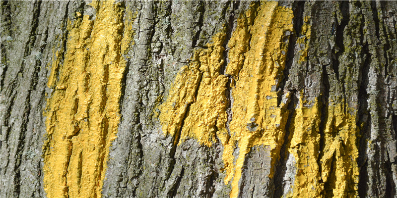 鸡和龙的属相合不合(属鸡的和龙相配吗)