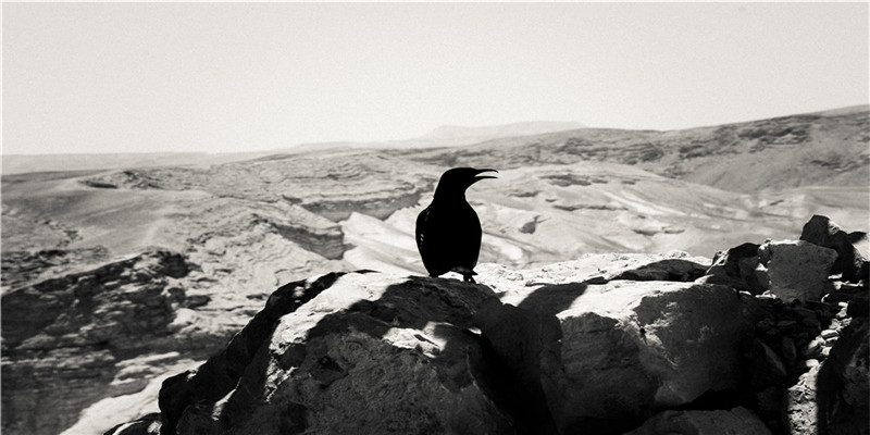 梦见杀大白猪是什么征兆 (梦见杀小白猪)