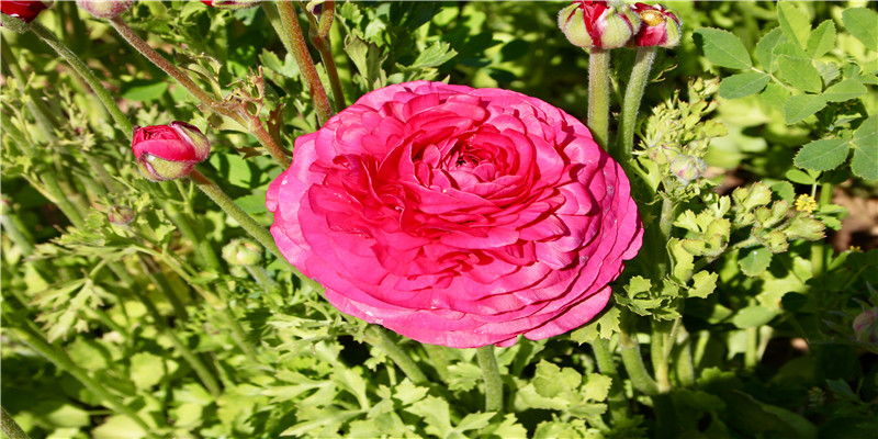 梦见和别人一起吃人肉(梦见和别人一起吃肉是什么意思)