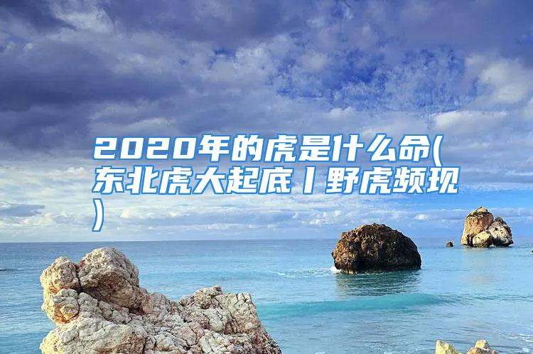 2020年的虎是什么命(东北虎大起底丨野虎频现)