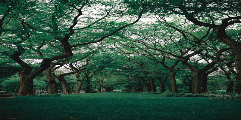 梦见岛屿(梦到被困在海里小岛上)