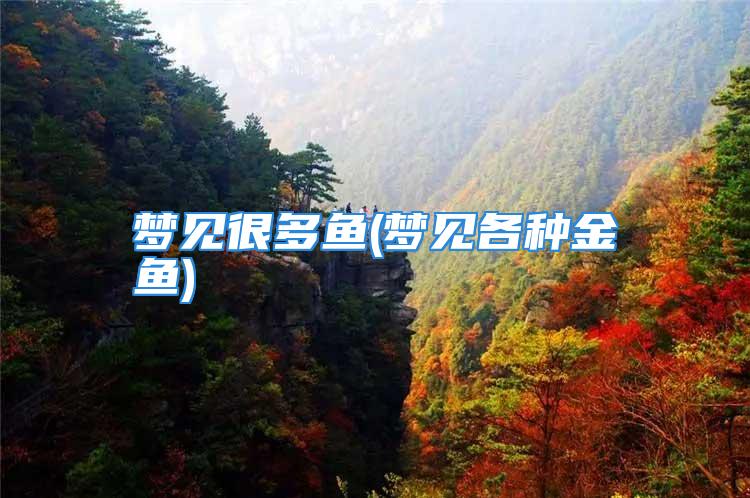 梦见很多鱼(梦见各种金鱼)