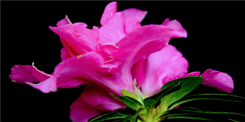 梦见过很窄的悬崖路(梦见过很窄的悬崖路不敢走)