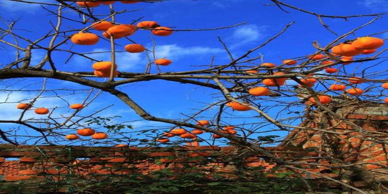 房前种芋头风水(不管房子有多大)