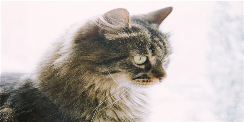 梦见浅水抓鱼(梦见浅水抓鱼是什么意思)