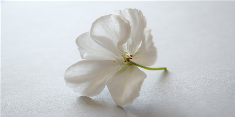 本命年带属相(本命年为什么要穿红色)