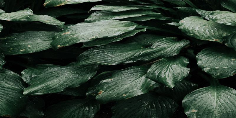 解析八字纳音五行白蜡金(辛巳年纳音)