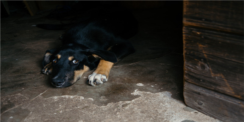 金命人适合养什么植物(金命与金命)