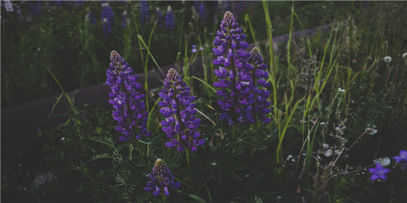 牛姓宝宝取名字大全(取名牛宝宝)