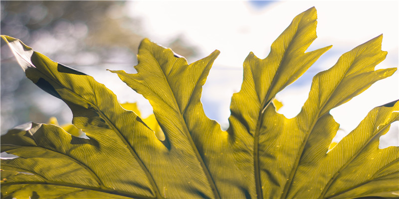 难发大财的八字特征(八字身杀两停好不好)