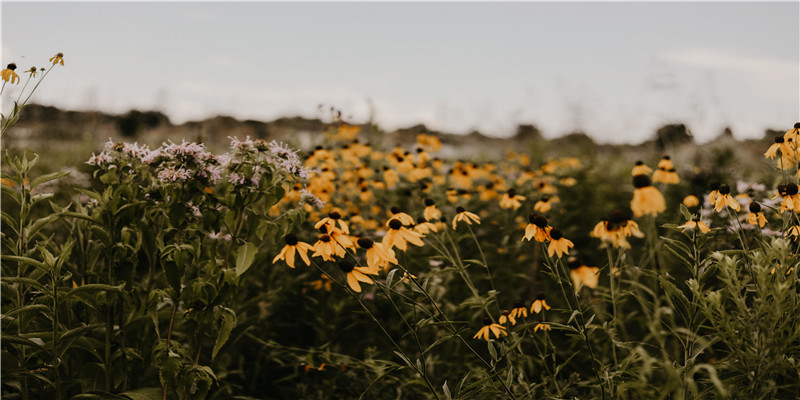 过年家里添什么旺财(家里放什么旺财旺家人)