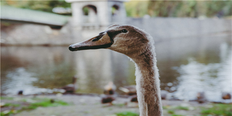 2021年什么命(2021年家中跑来五色神牛别名四脚吞金兽)