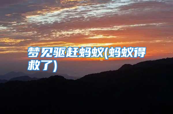 梦见驱赶蚂蚁(蚂蚁得救了)