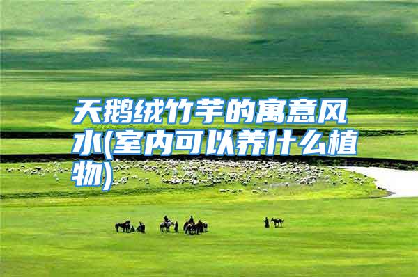 天鹅绒竹芋的寓意风水(室内可以养什么植物)