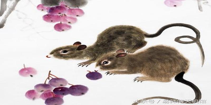 老鼠会算卦吗(属鼠人开运和改运方法)