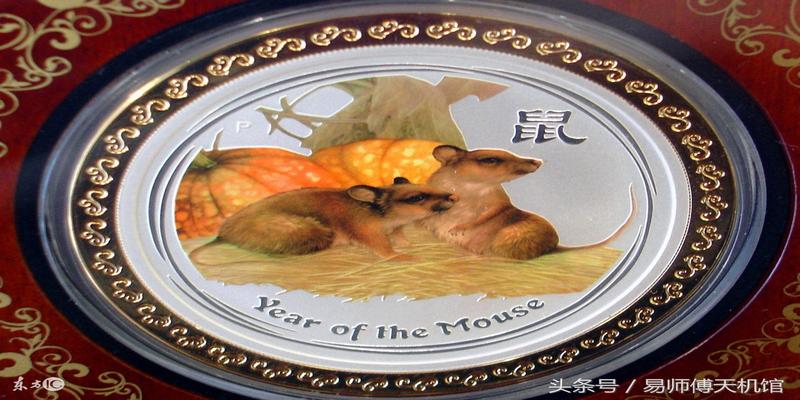 老鼠会算卦吗(属鼠人开运和改运方法)