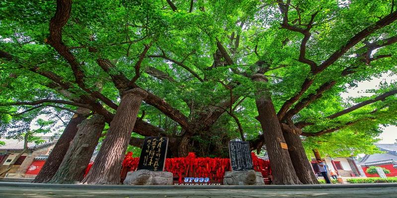 莒县算卦的哪里准(飘来的神山上有座古寺)