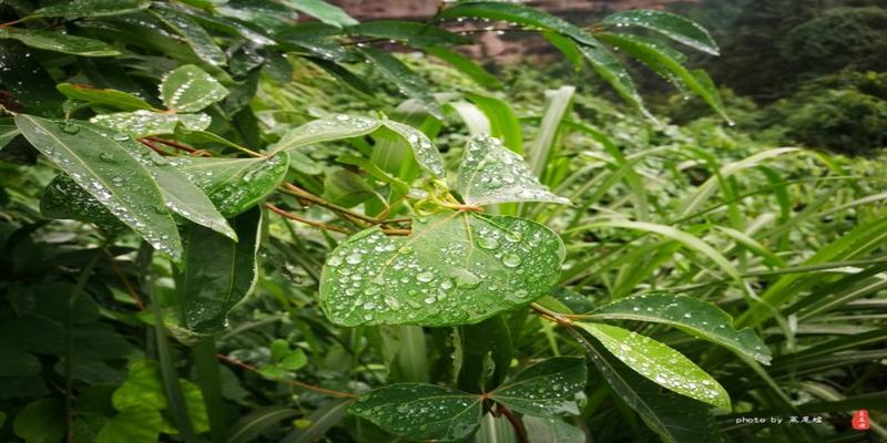 龙虎山正一观算卦(雨中寻梦龙虎山)