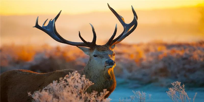 八字杀食是什么意思(一天一个成语)