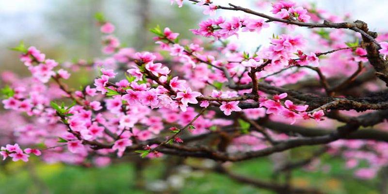 八字桃花测算(算命先生如何测算桃花运)