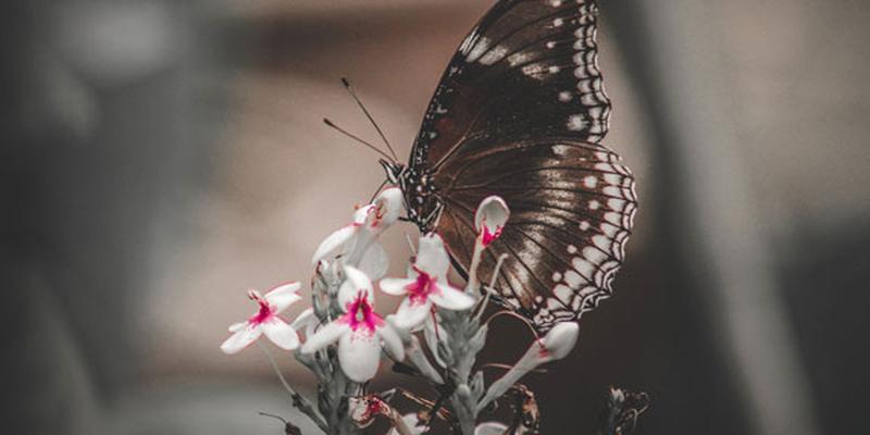 八字查锁子命表格大全(鬼卿之八阴锁)