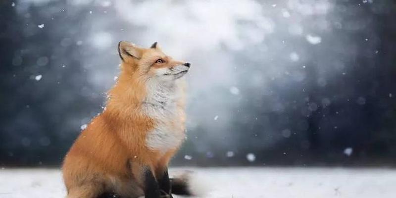 八字看冤亲债主(山东的仙家文化)