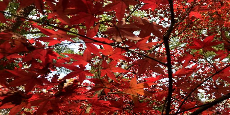 八字看配偶脾气(找个好脾气的夫君)