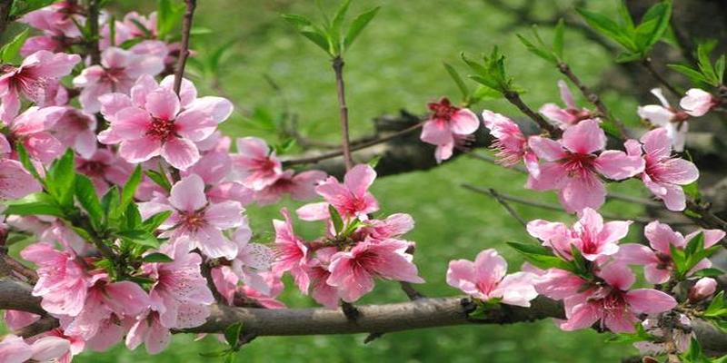 八字算桃花劫(桃花竟然也分桃花运和桃花劫)