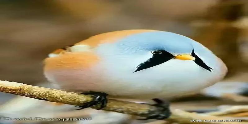 八字胡有福气吗(最全的罕见鸟图)