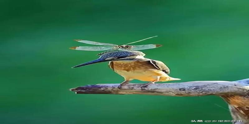 八字胡有福气吗(最全的罕见鸟图)