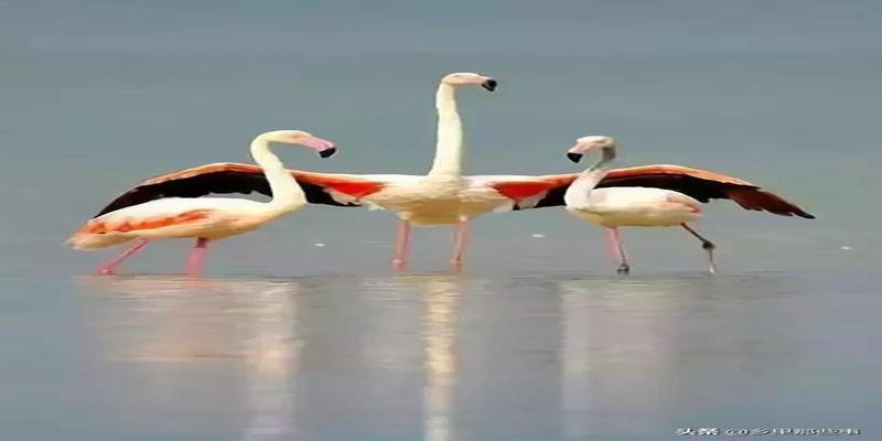 八字胡有福气吗(最全的罕见鸟图)