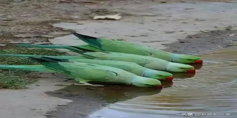 八字胡有福气吗(最全的罕见鸟图)