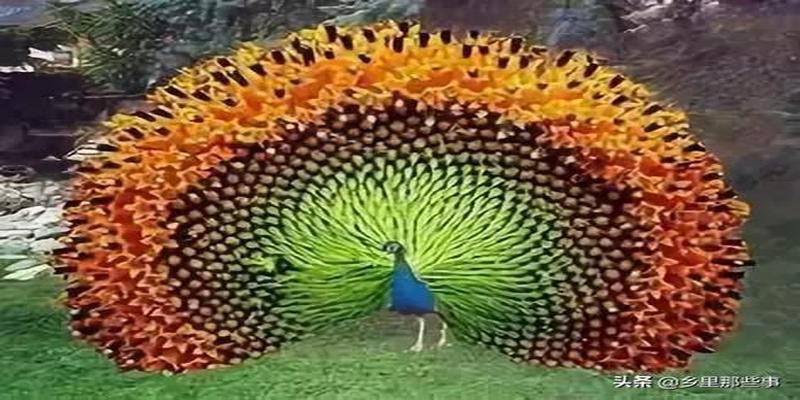 八字胡有福气吗(最全的罕见鸟图)