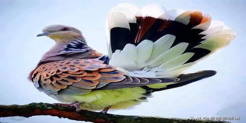 八字胡有福气吗(最全的罕见鸟图)