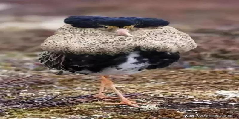 八字胡有福气吗(最全的罕见鸟图)