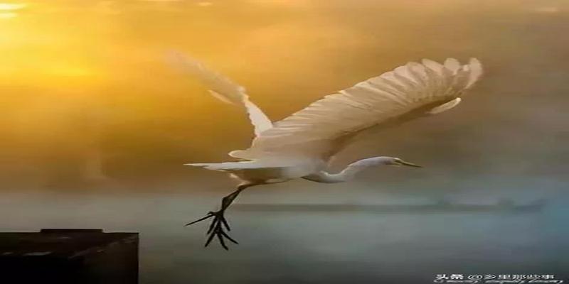 八字胡有福气吗(最全的罕见鸟图)