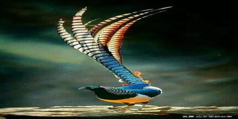 八字胡有福气吗(最全的罕见鸟图)