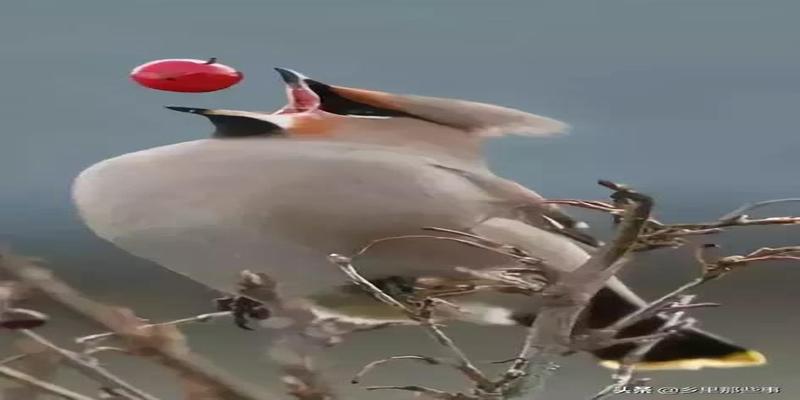 八字胡有福气吗(最全的罕见鸟图)