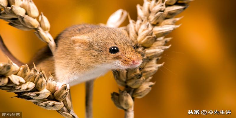 水族箱养鱼知识(水族箱养鱼)