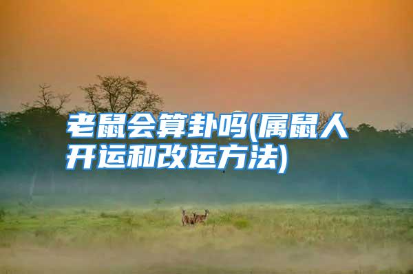 老鼠会算卦吗(属鼠人开运和改运方法)