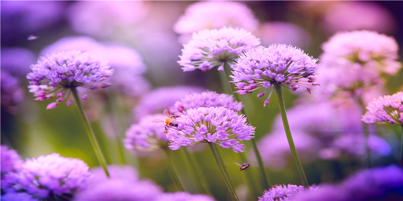 已婚女人梦见好多苍蝇 (女人梦见好多苍蝇是什么意思)