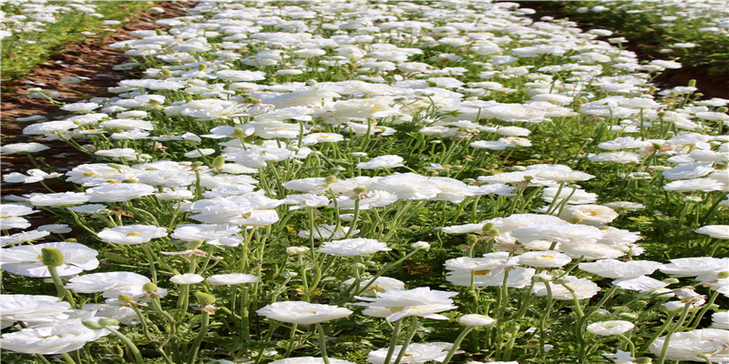 男人旺事业的风水(旺事业的风水图片)