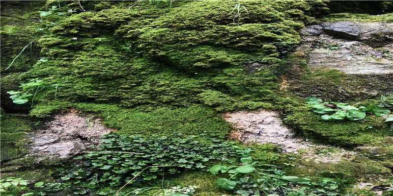 经常跳槽的八字(八字看辞职换工作)