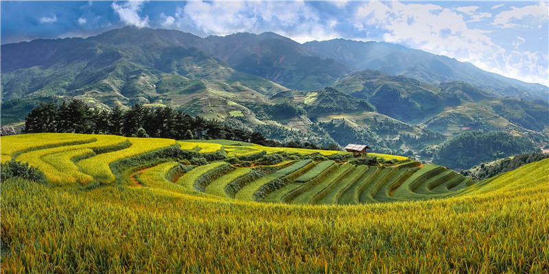 马的寿命最长多少年和人的寿命相比 (马的寿命是人的多少年)